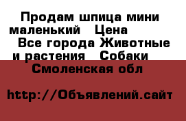 Продам шпица мини маленький › Цена ­ 15 000 - Все города Животные и растения » Собаки   . Смоленская обл.